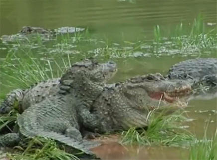 怎样的扬子鳄才符合放归野外？