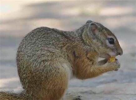 鼠疫是如何传播的？