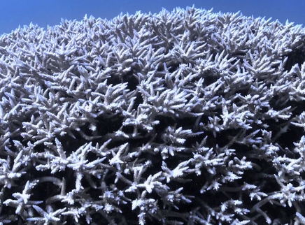 珊瑚为何大规模白化？