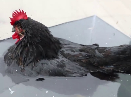 把鸡放进水里会发生什么？